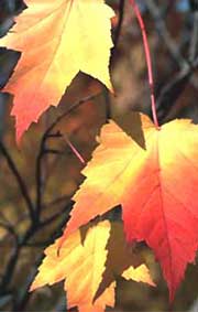 fall leaves